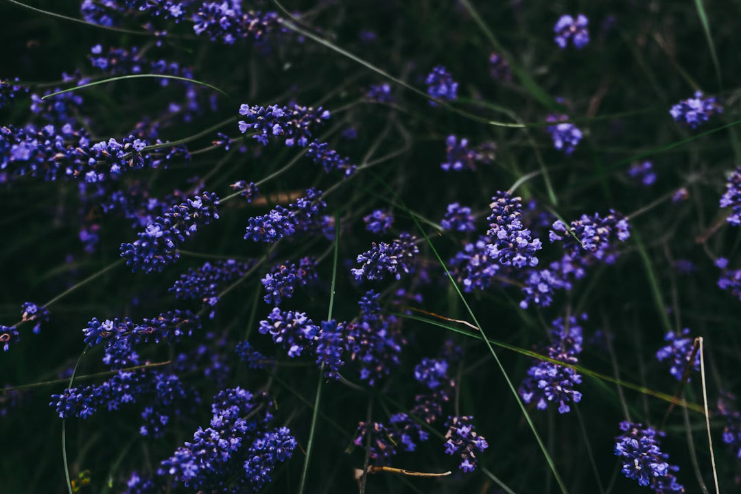 Lavender Leaf Hanging Diffuser