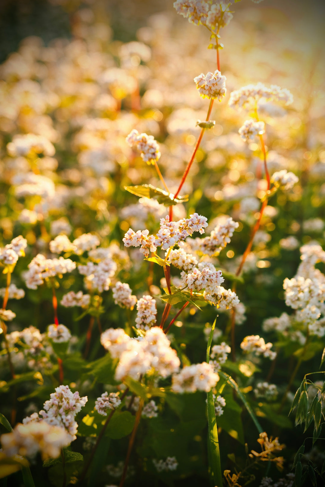 Golden Hour Hanging Diffuser