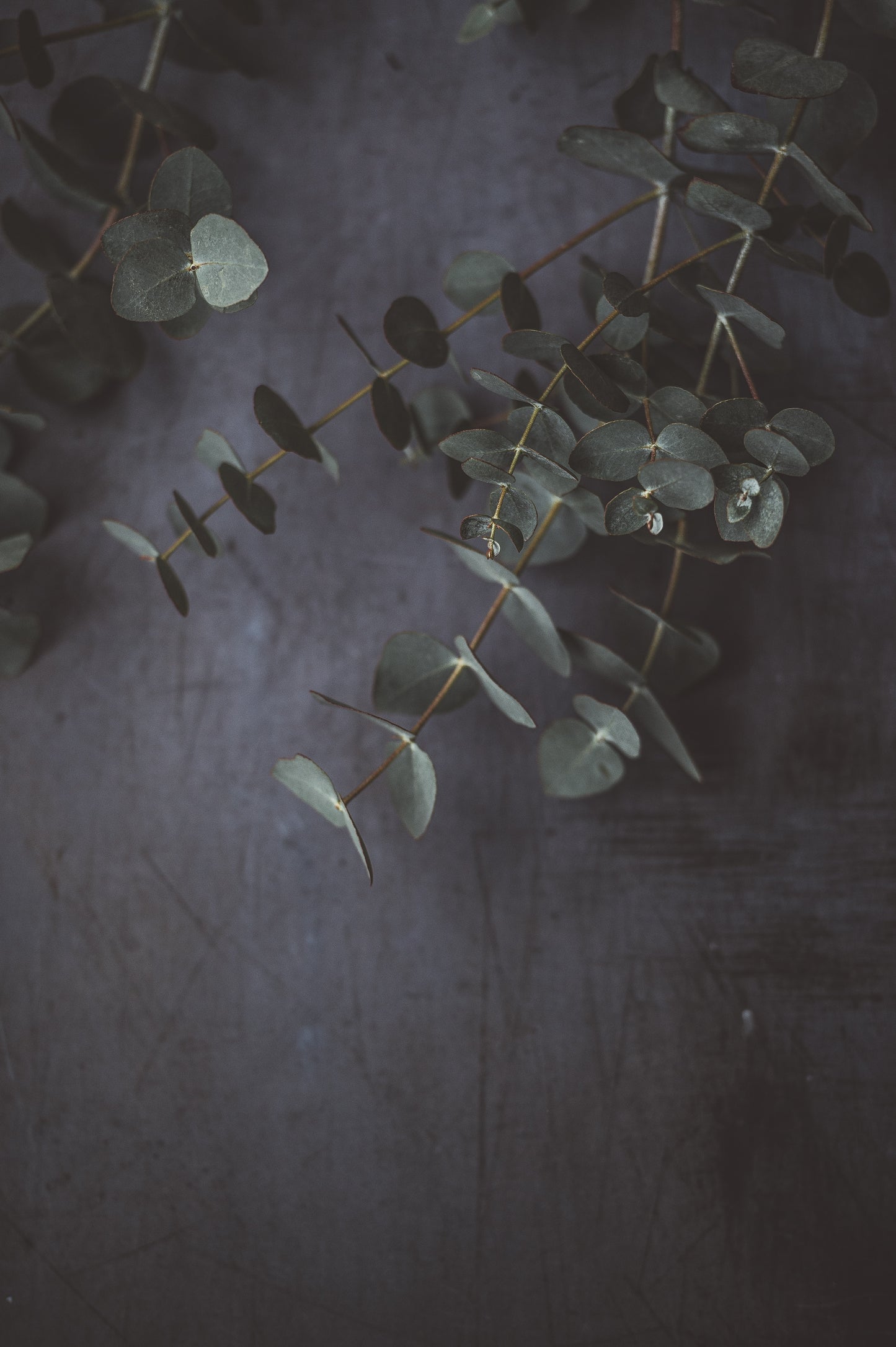 Eucalyptus Spa Candle