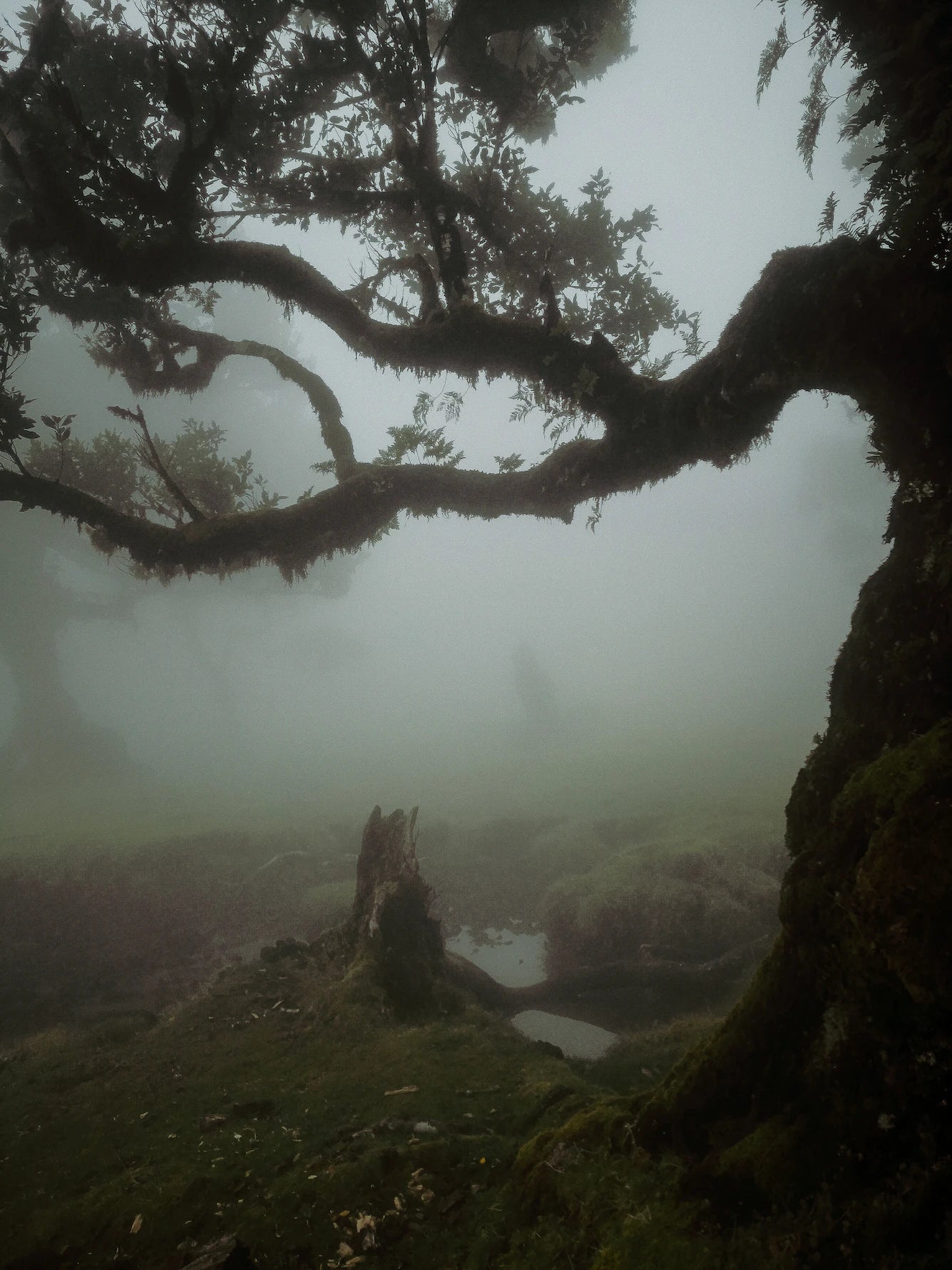Forest Fog Candle