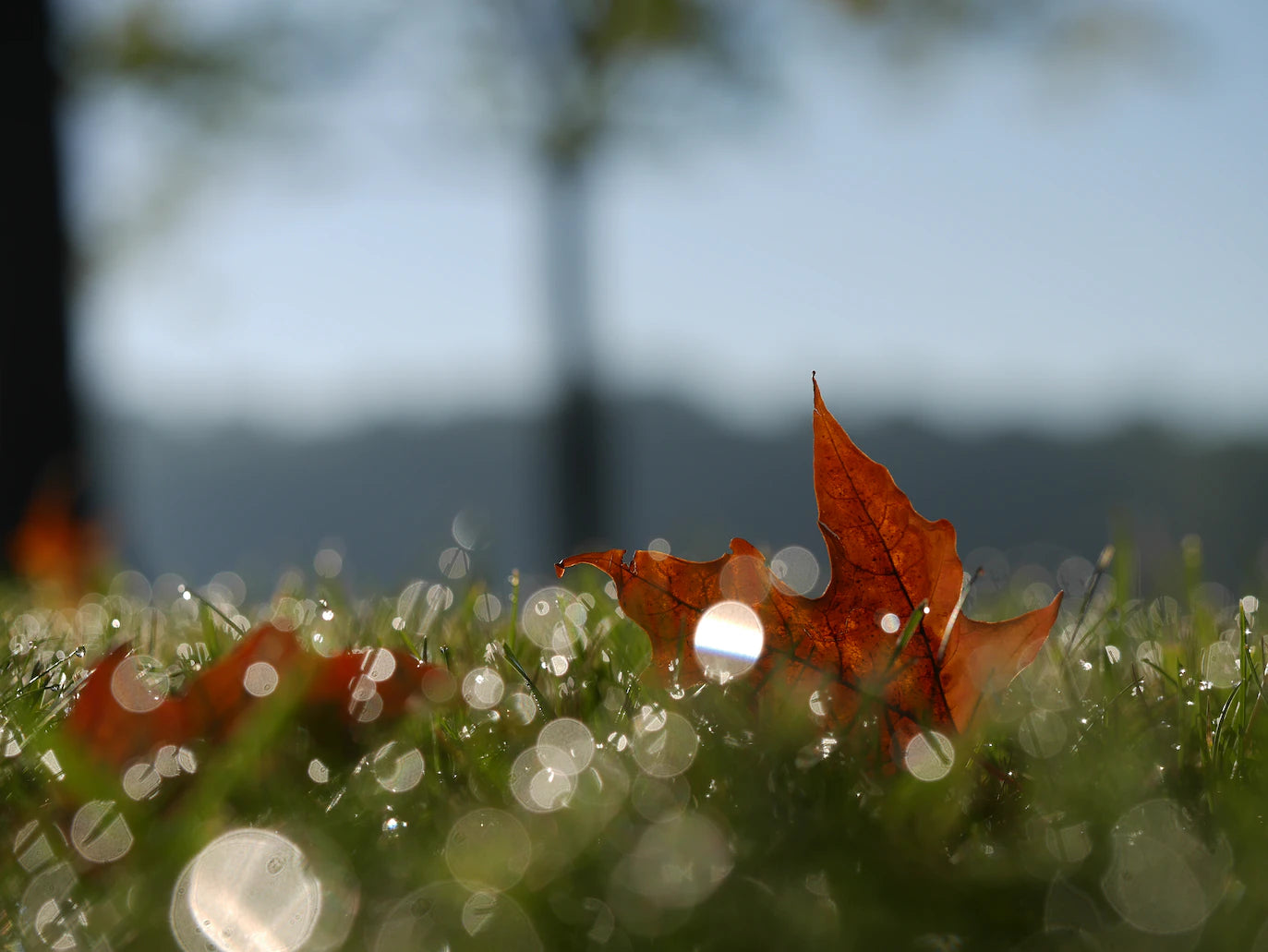 Fresh Fall Morning Candle