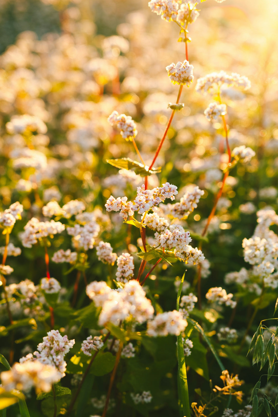 Golden Hour