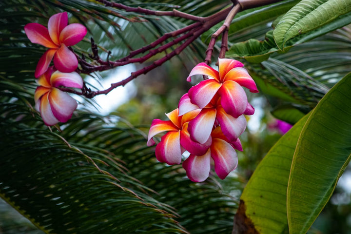 Polynesian Escape Roll-On Perfume Oil