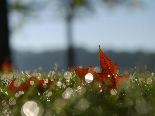 Fresh Fall Morning Candle