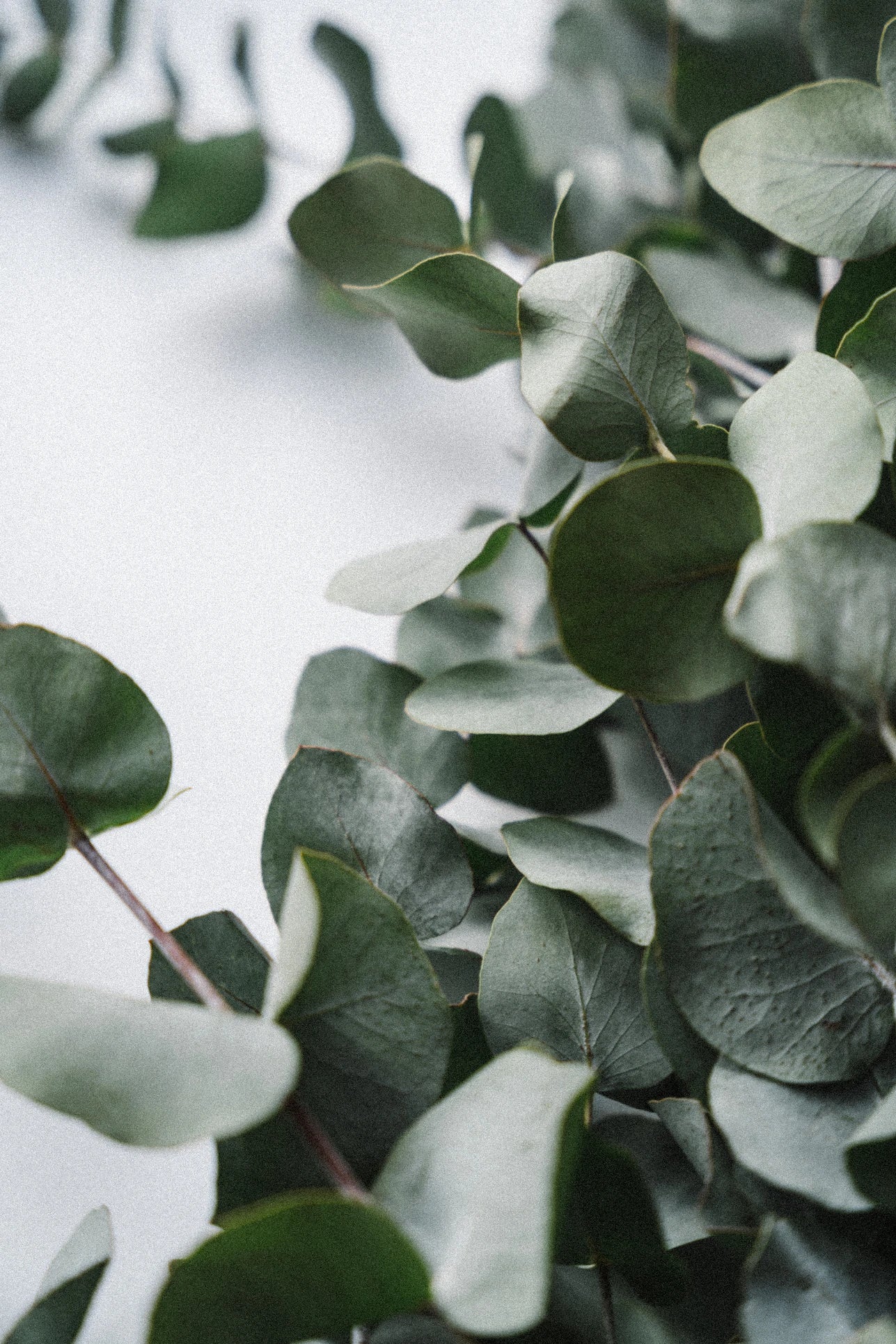 Eucalyptus Spa Shower Mist